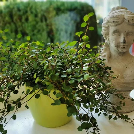 Grafenholz אוברלינגן